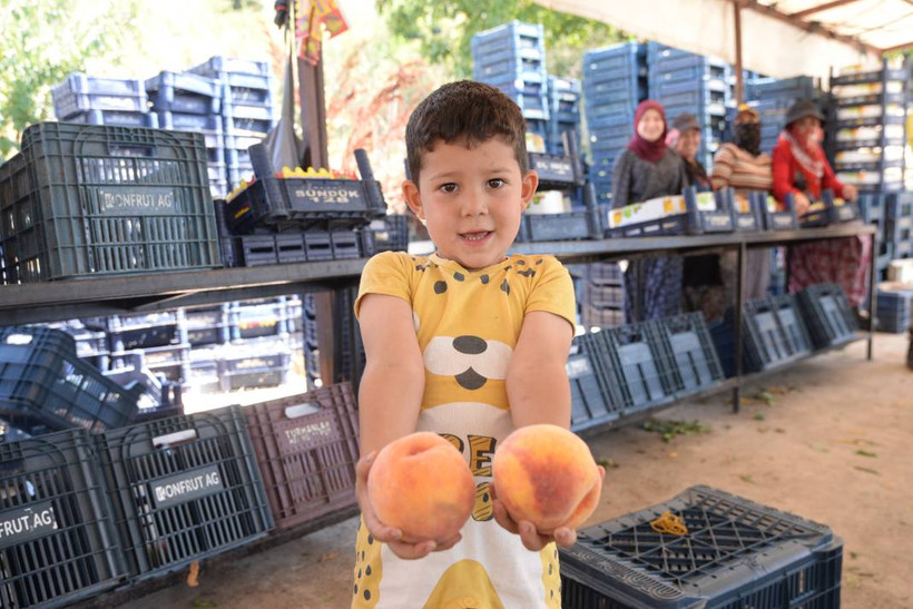 Mersin'de yerli şeftali hasadı başladı: Üreticiler verimden memnun - Resim: 2